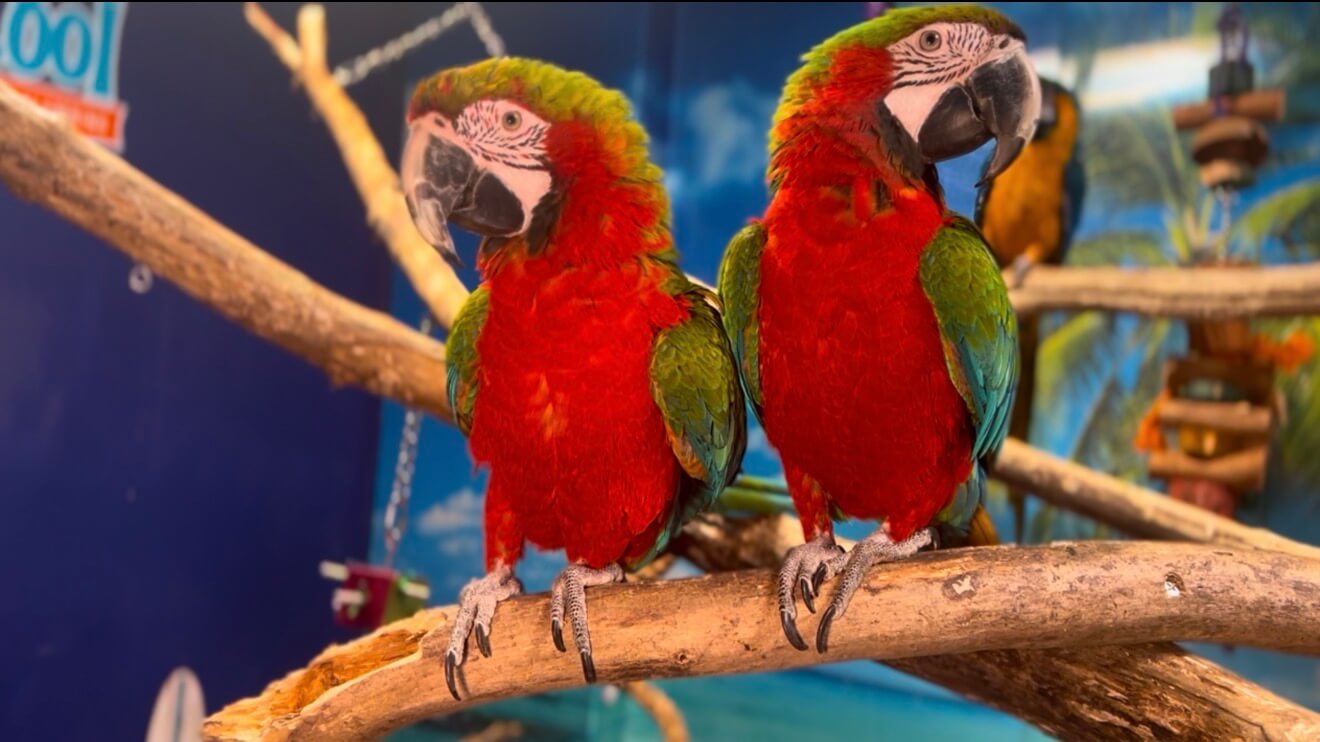 Kiwi and Mango